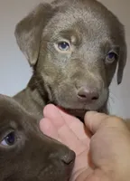 Chocolate Male, a male Labrador Retriever for sale in Wikieup, AZ – 6 of 10