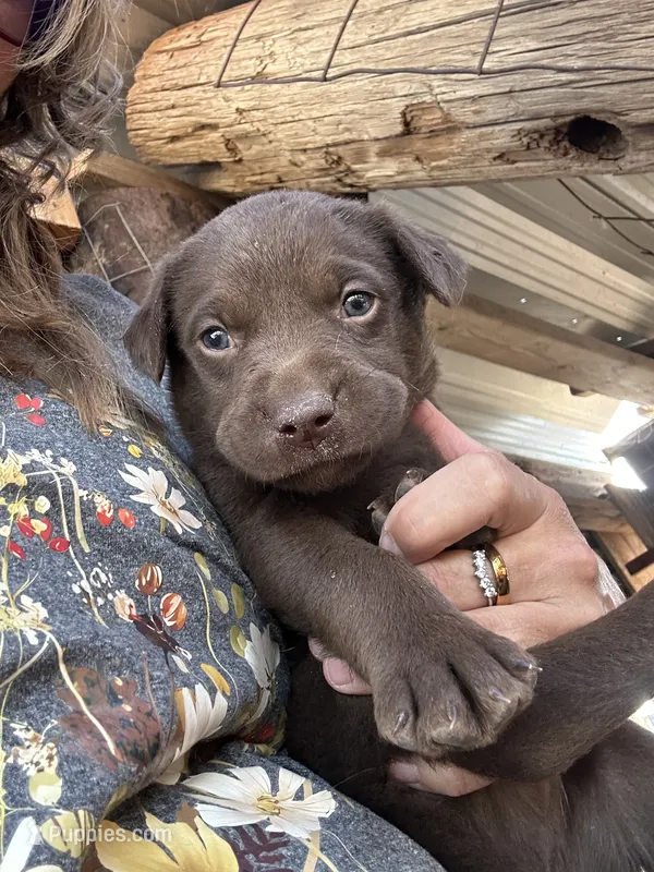Chocolate Male Lab 1 – Labrador Retriever puppy for sale in Wikieup, AZ