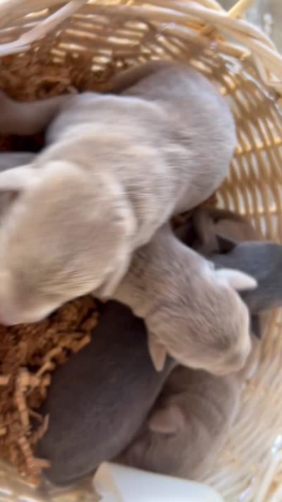 Silver Lab male 1, a male Labrador Retriever for sale in Wikieup, AZ – 2 of 2