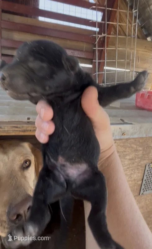 Chocolate Male Lab – Labrador Retriever puppy for sale in Wikieup, AZ