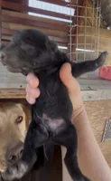 Chocolate Male Lab, a male Labrador Retriever for sale in Wikieup, AZ – 1 of 2