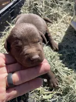 Chocolate Female Lab, a female Labrador Retriever for sale in Wikieup, AZ – 2 of 9