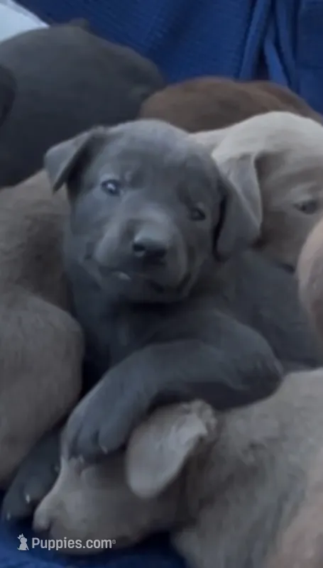 Charcoal Lab female  – Labrador Retriever puppy for sale in Wikieup, AZ