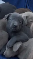 Charcoal Lab female , a female Labrador Retriever for sale in Wikieup, AZ – 1 of 9
