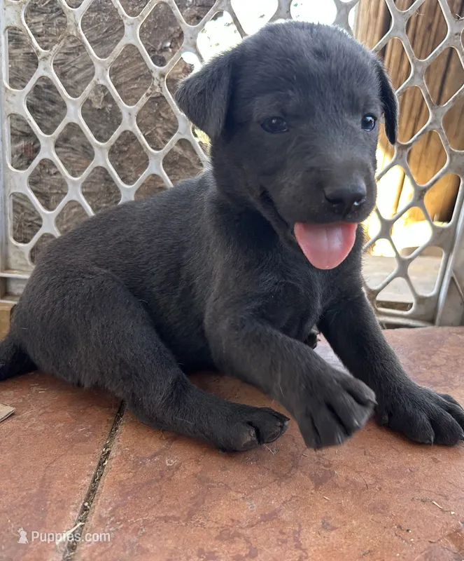 Charcoal Lab female  – Labrador Retriever puppy for sale in Wikieup, AZ
