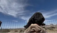 Black Female Labrador Retriever, a female Labrador Retriever for sale in Wikieup, AZ – 2 of 5
