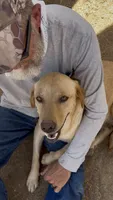 Black male 2, a male Labrador Retriever for sale in Wikieup, AZ – 3 of 4