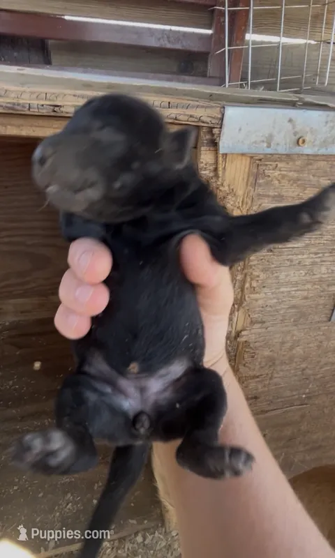 Black Female Labrador Retriever – Labrador Retriever puppy for sale in Wikieup, AZ