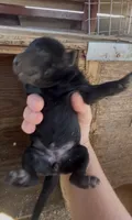 Black Female Labrador Retriever, a female Labrador Retriever for sale in Wikieup, AZ – 1 of 2