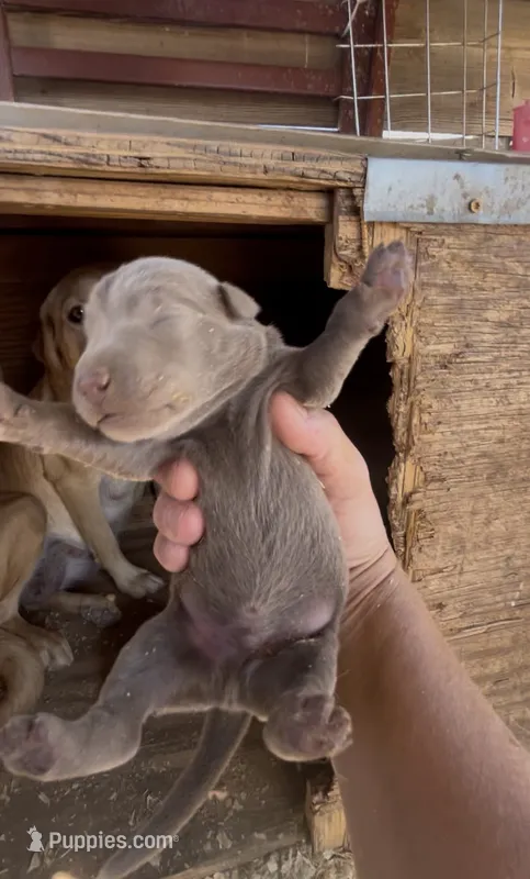 Silver Lab male 1 – Labrador Retriever puppy for sale in Wikieup, AZ