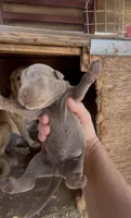 Silver Lab male 1, a male Labrador Retriever for sale in Wikieup, AZ – 1 of 2