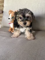 Shorkie, a female Shorkie for sale in Hamilton, OH – 8 of 8