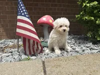 Maltipoo, a male Maltipoo for sale in Hamilton, OH – 5 of 10