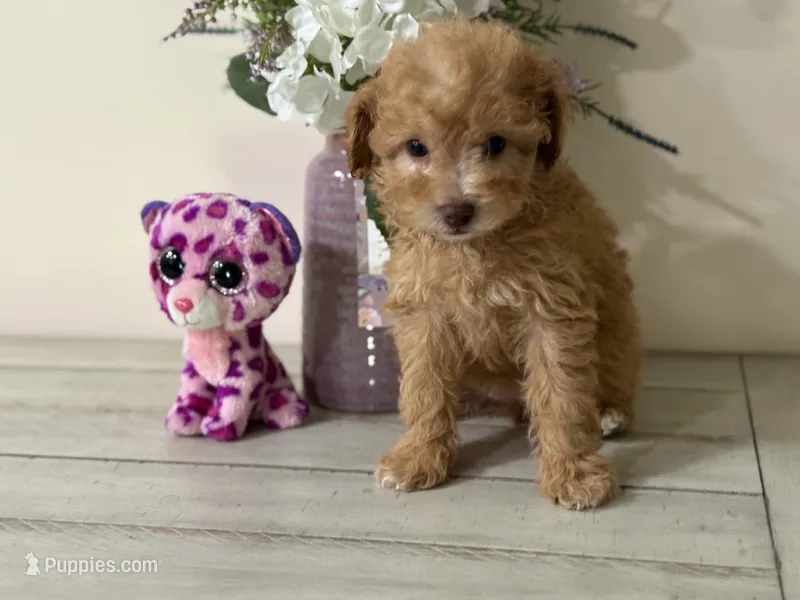 Maltipoo – Maltipoo puppy for sale in Hamilton, OH