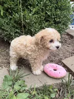 Maltipoo, a female Maltipoo for sale in Hamilton, OH – 4 of 8