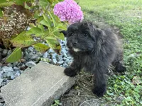 Morkie, a female Morkie for sale in Hamilton, OH – 8 of 10