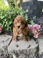 Maltipoo, a female Maltipoo for sale in Hamilton, OH – 7 of 10