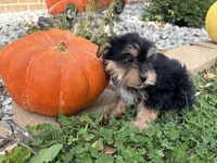 Shorkie, a female Shorkie for sale in Hamilton, OH – 2 of 7