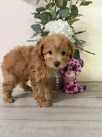 Maltipoo, a female Maltipoo for sale in Hamilton, OH – 6 of 7