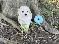 Maltipoo, a male Maltipoo for sale in Hamilton, OH – 5 of 10