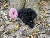 Maltipoo, a female Maltipoo for sale in Hamilton, OH – 4 of 6