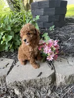 Maltipoo, a female Maltipoo for sale in Hamilton, OH – 4 of 10