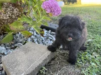 Morkie, a female Morkie for sale in Hamilton, OH – 2 of 10