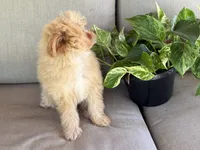 Morkie, a female Morkie for sale in Hamilton, OH – 2 of 7