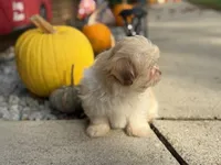 Shih-Poo, a female Shihpoo for sale in Hamilton, OH – 2 of 5
