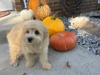 Morkie, a male Morkie for sale in Hamilton, OH – 9 of 10