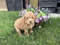 Maltipoo, a female Maltipoo for sale in Hamilton, OH – 3 of 7