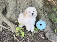 Maltipoo, a male Maltipoo for sale in Hamilton, OH – 8 of 10
