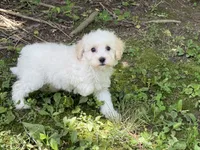 Maltipoo, a male Maltipoo for sale in Hamilton, OH – 3 of 9