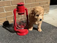 Maltipoo, a male Maltipoo for sale in Hamilton, OH – 5 of 10