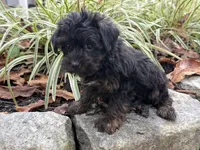 Shorkie, a male Shorkie for sale in Hamilton, OH – 4 of 6