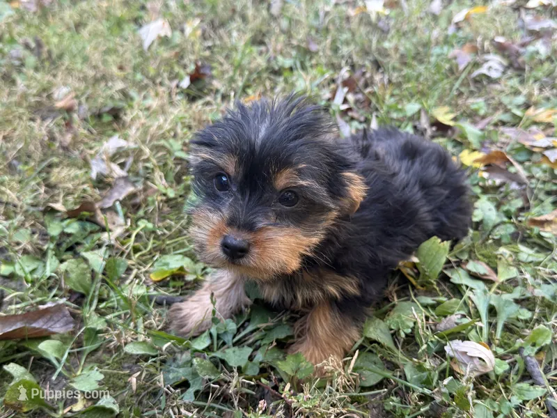 Shorkie – Shorkie puppy for sale in Hamilton, OH