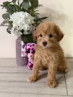 Maltipoo, a female Maltipoo for sale in Hamilton, OH – 5 of 7