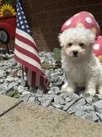 Maltipoo, a male Maltipoo for sale in Hamilton, OH – 6 of 10
