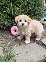 Maltipoo, a female Maltipoo for sale in Hamilton, OH – 2 of 8