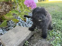 Morkie, a female Morkie for sale in Hamilton, OH – 9 of 10
