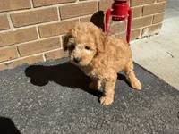 Maltipoo, a male Maltipoo for sale in Hamilton, OH – 8 of 10