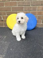 Maltipoo, a male Maltipoo for sale in Hamilton, OH – 7 of 7