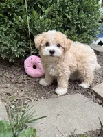 Maltipoo, a female Maltipoo for sale in Hamilton, OH – 5 of 8