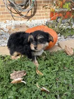 Shorkie, a female Shorkie for sale in Hamilton, OH – 7 of 7