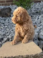 Maltipoo, a male Maltipoo for sale in Hamilton, OH – 6 of 10