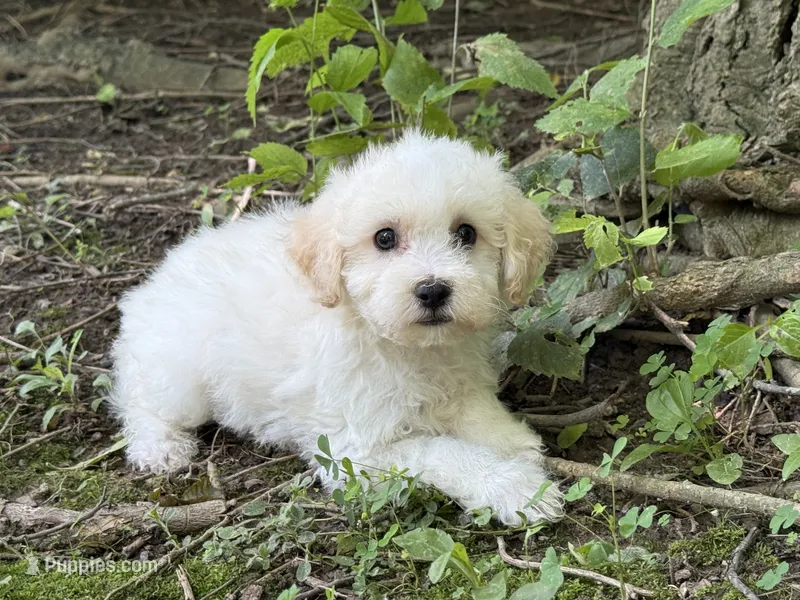 Maltipoo – Maltipoo puppy for sale in Hamilton, OH
