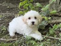 Maltipoo, a male Maltipoo for sale in Hamilton, OH – 1 of 9