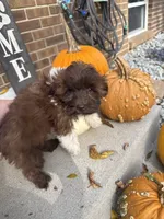 Shih-Poo, a male Shihpoo for sale in Hamilton, OH – 9 of 9