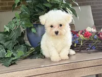 Maltipoo, a female Maltipoo for sale in Hamilton, OH – 6 of 7