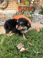 Shorkie, a female Shorkie for sale in Hamilton, OH – 6 of 7